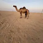 لقحه للبيع