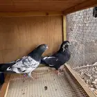 حمام باكستاني