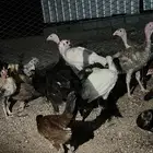 دجاج رومي
