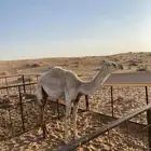 بكره وضحا
