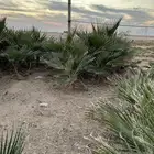 اشجار واشنطنيه