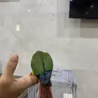كنيور تم البيع تم البيع
