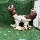 زوج نفاخ احمر
