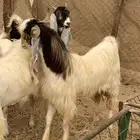 للبيع معزا مصريات وبيشيات دفيع