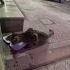 قطه سكوتش مصابه للتبني اليفه جدا