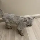 قطة