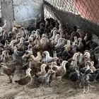 صوص بلدي