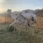 ناقه للبيع
