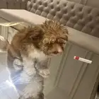 كلب مالتيز عمره 3 شهور