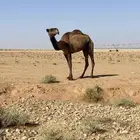 للبيع الضريبه الي على جميع الشرووط