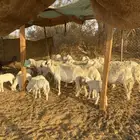 نعاج ولد