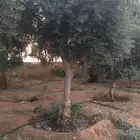 شجر ساق زيتون معمراشجار زيتون ساق معمر