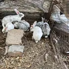 ارانب بلدي