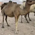 ناقه حمرا لقحه للبيع الرجاء قراة التفاصيل بالاعلان