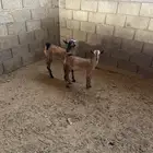 تيوس للبيع