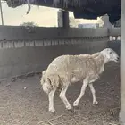 خروف ثني مشروط و على المسك