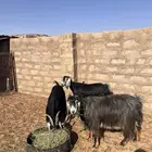 للبيع معزا عددهن 3
