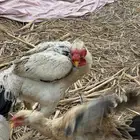 دجاج للبيع مشكل