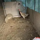 للبيع انثي فارسي اصيل