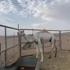 كل شي