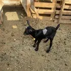 عنز جنوبيه طيبه حدرها جفره