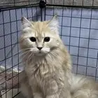 تبني
