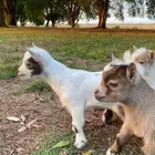 ماعز قزم مستويات طيبه