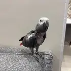 طير كاسكو عمره 4 سنوات متحدث واليف وهدد