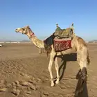 ركبي يبل مشروط