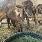 سواكل جذعان طيبات ومحصنات