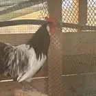 دجاج