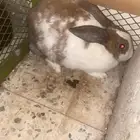 انثئ مضاريع تم البيع