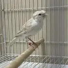 انثى كناري ستنايت كرست ( تم البيع )