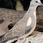 قمري