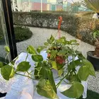 نباتات طبيعية