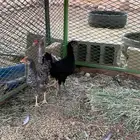 دجاج فيومي