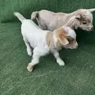 ماعز قزم تشيكي امريكي