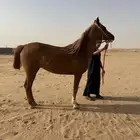 فرس شعبيه