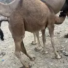 قعود على حليب أمه