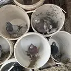 للبيع حمام زاجل معرفه قوي الاصيل كلها السعودية