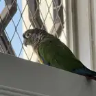 ببغاء كنيور اليف