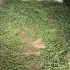 حناء