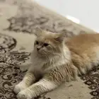 قطه طالبه تزاوج