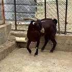 تيس فحل ادبس