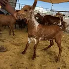 نوفر ذبايح كشتات الهدا و لشفاء مع السلخ ولتوصيل