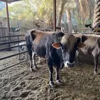 عجل جرسي منتج طيب بالحيل بالحيل العمر سنتين