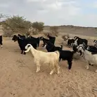 معزا مضاريع.