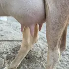 بقره بلدي كفو