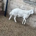 فحل حري رباع مشروط