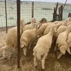 ذبائح طليان ورخال حري سواكني تيوس محايلي وعقيقةالتقيم مرتفع